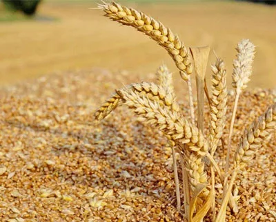 Кто в мире будет покупать пшеницу - Agrobiz.net